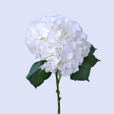 Load image into Gallery viewer, HYDRANGEAS NATURAL WHITE