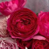 Load image into Gallery viewer, ASSORTED GARDEN ROSE - bloombybunches