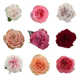 Load image into Gallery viewer, ASSORTED GARDEN ROSE - bloombybunches