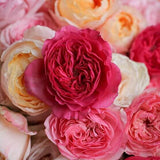 Load image into Gallery viewer, ASSORTED GARDEN ROSE - bloombybunches