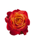 Load image into Gallery viewer, ATOMIC ORANGE ROSE - bloombybunches