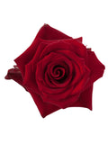 Load image into Gallery viewer, EXPLORER RED ROSE - bloombybunches