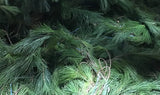 Load image into Gallery viewer, Fresh 25&#39; Pine Garland Roping