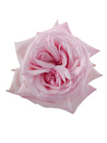 Load image into Gallery viewer, PINK O&#39;HARA GARDEN ROSE - bloombybunches