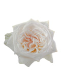 Load image into Gallery viewer, WHITE O&#39;HARA GARDEN ROSE - bloombybunches