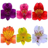 Load image into Gallery viewer, Different colors of Alstroemeria flowers (Single)