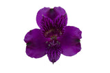 Load image into Gallery viewer, Single Lavander Peruvian Lily (Alstroemeria)-bloombybunches.ca