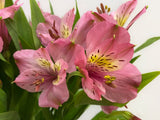 Load image into Gallery viewer, Light Pink Peruvian Lily (Alstroemeria) Bouquet in Plastic Sleeve -bloombybunches.ca