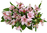 Load image into Gallery viewer, Light Pink Peruvian Lily (Alstroemeria)-bloombybunches.ca