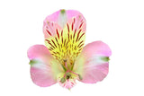 Load image into Gallery viewer, Single Light Pink Peruvian Lily (Alstroemeria)-bloombybunches.ca