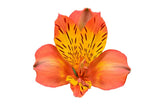 Load image into Gallery viewer, Single Orange Peruvian Lily (Alstroemeria)-bloombybunches.ca