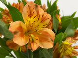 Load image into Gallery viewer, Orange Peruvian Lily (Alstroemeria) Bouquet in Plastic Sleeve -bloombybunches.ca