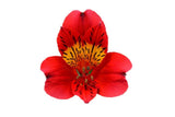 Load image into Gallery viewer, Single Red Peruvian Lily (Alstroemeria)-bloombybunches.ca