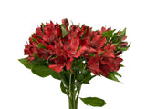 Load image into Gallery viewer, Red Peruvian Lily (Alstroemeria) Bouquet - bloombybunches.ca