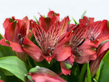 Load image into Gallery viewer, Red Peruvian Lily (Alstroemeria) Bouquet in Plastic Sleeve -bloombybunches.ca