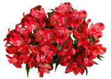 Load image into Gallery viewer, Red Peruvian Lily (Alstroemeria) Bouquet -bloombybunches.ca