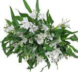 Load image into Gallery viewer, ALSTROEMERIAS (Peruvian Lily) WHITE -DIY Wedding &amp; Events Flowers