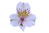 Load image into Gallery viewer, Single White Peruvian Lily (Alstroemeria)-bloombybunches.ca