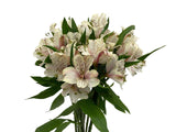 Load image into Gallery viewer, White Peruvian Lily (Alstroemeria) Bouquet - bloombybunches.ca