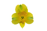 Load image into Gallery viewer, Single Yellow Peruvian Lily (Alstroemeria)-bloombybunches.ca