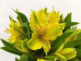 Load image into Gallery viewer, PERUVIAN LILY YELLOW - ALSTROEMERIA