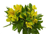 Load image into Gallery viewer, PERUVIAN LILY YELLOW - ALSTROEMERIA