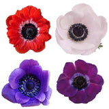 Load image into Gallery viewer, Single Assoerted Anemone Flowers - bloombybunches.ca