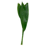 Load image into Gallery viewer, ASPIDISTRA - bloombybunches