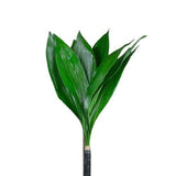 Load image into Gallery viewer, ASPIDISTRA - bloombybunches