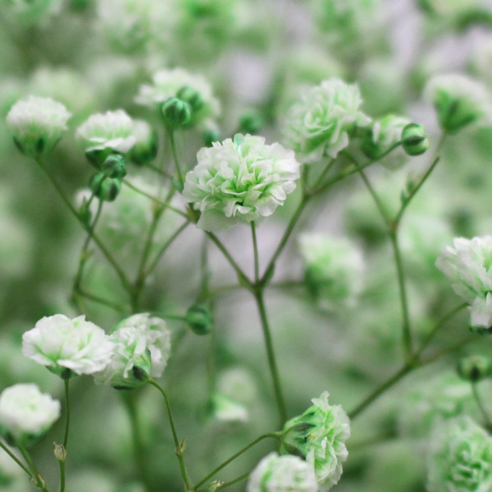 Baby's Breath (Gypsophila) Green | DIY Wedding & Events Flowers | Bloom by  Bunches