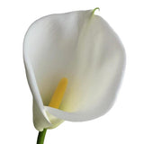 Load image into Gallery viewer, Single CALLA LILY LARGE WHITE - OPEN CUT - bloombybunches.ca