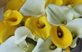 Load image into Gallery viewer, CALLA LILY MINI ASSORTED - bloombybunches