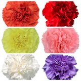 Load image into Gallery viewer, Close-up of assorted carnation bloom (BloombyBunches.ca)