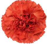 Load image into Gallery viewer, Close-up of orange carnation bloom (BloombyBunches.ca)