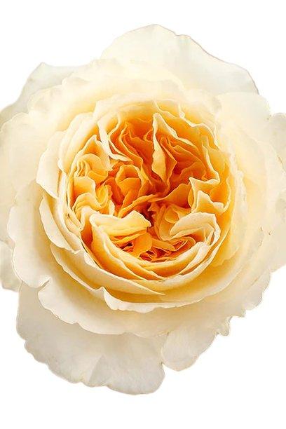 DAVID AUSTIN GARDEN ROSE BEATRICE YELLOW