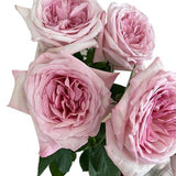 Load image into Gallery viewer, GARDEN ROSE PINK O&#39;HARA - bloombybunches