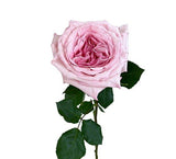 Load image into Gallery viewer, GARDEN ROSE PINK O&#39;HARA - bloombybunches