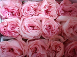 Load image into Gallery viewer, GARDEN ROSE PINK O&#39;HARA - bloombybunches