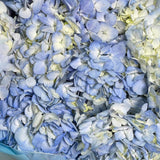 Load image into Gallery viewer, HYDRANGEAS AQUA BLUE - bloombybunches