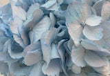 Load image into Gallery viewer, Close-up of Aqua Blue Premium Hydrangea Bloom (BloombyBunches.ca)