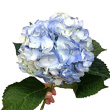 Load image into Gallery viewer, Aqua Blue Hydrangeas - Large blooms, perfect for weddings and events (BloombyBunches.ca)