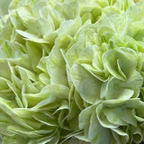 Load image into Gallery viewer, HYDRANGEAS GREEN - bloombybunches