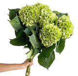 Load image into Gallery viewer, Green Hydrangeas - Large blooms, perfect for weddings and events (BloombyBunches.ca)