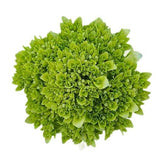 Load image into Gallery viewer, HYDRANGEAS MINI GREEN (Green with Blue Base) - bloombybunches