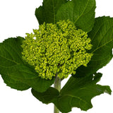 Load image into Gallery viewer, HYDRANGEAS MINI GREEN (Green with Blue Base) - bloombybunches