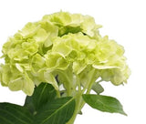 Load image into Gallery viewer, HYDRANGEAS MINI GREEN (Green with White base) - bloombybunches