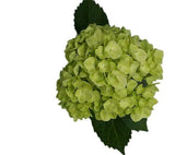 Load image into Gallery viewer, HYDRANGEAS MINI GREEN (Green with White base) - bloombybunches