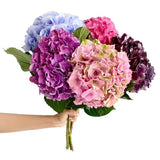 Load image into Gallery viewer, Natural Assorted Hydrangeas - Large blooms, perfect for weddings and events (BloombyBunches.ca)