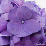 Load image into Gallery viewer, Close-up of Purple Premium Hydrangea Bloom (BloombyBunches.ca)