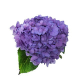 Load image into Gallery viewer,  HYDRANGEAS Purple - bloombybunches